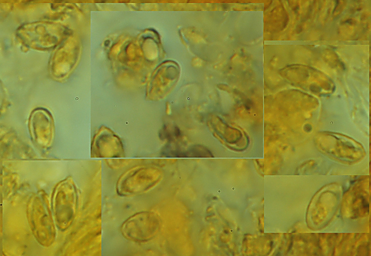 Mah...mi da l''idea di un Clitopilus...